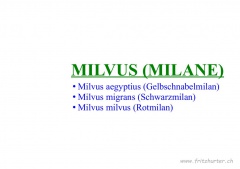 Milvus (Milane)